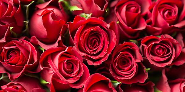 Roses